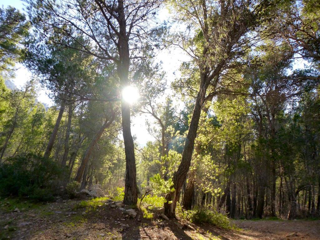 Finca Ses Fontanelles อานดราตส์ ภายนอก รูปภาพ